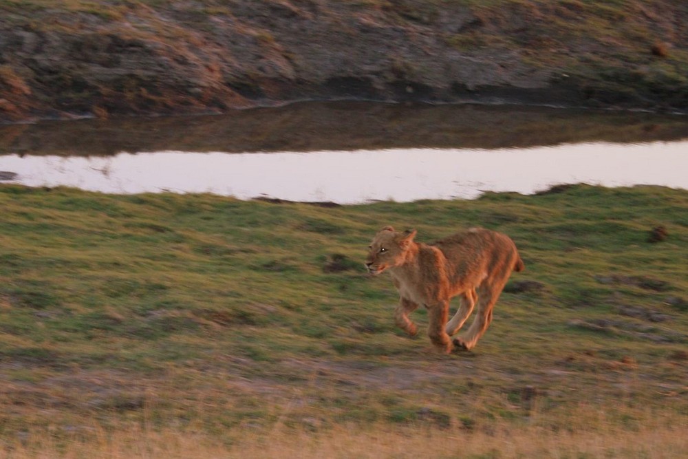 Lion in Chobe 1