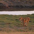 Lion in Chobe 1