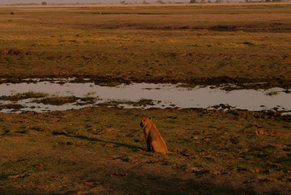 Lion in Chobe 2