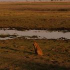 Lion in Chobe 2