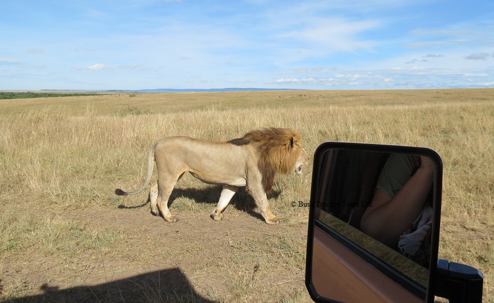 Lion in der Masai Mara