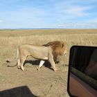 Lion in der Masai Mara