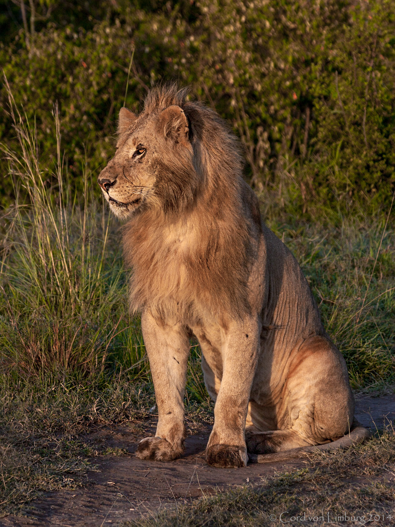 Lion in evening sun