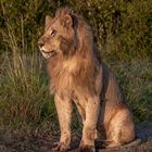 Lion in evening sun