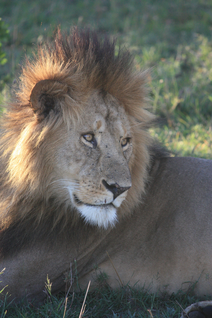 Lion in Kenya