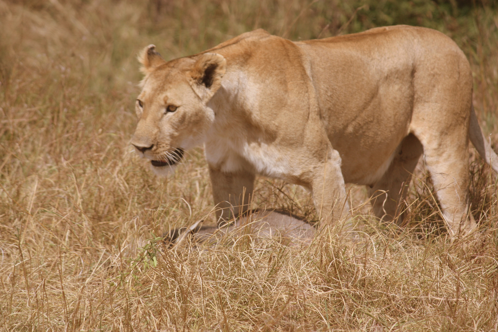 Lion in Masai Mara