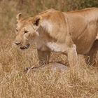 Lion in Masai Mara