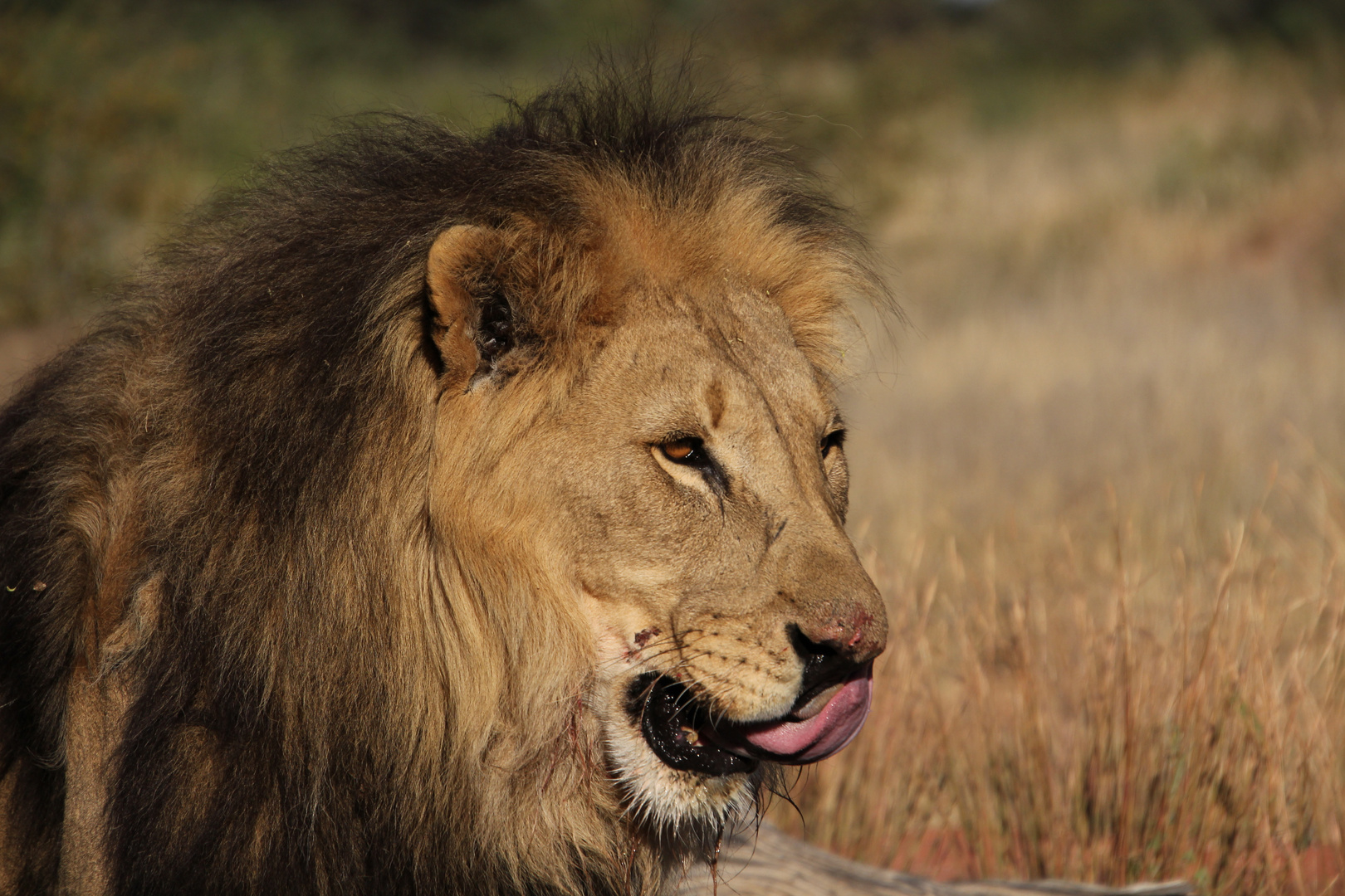 Lion in Namibia