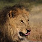 Lion in Namibia