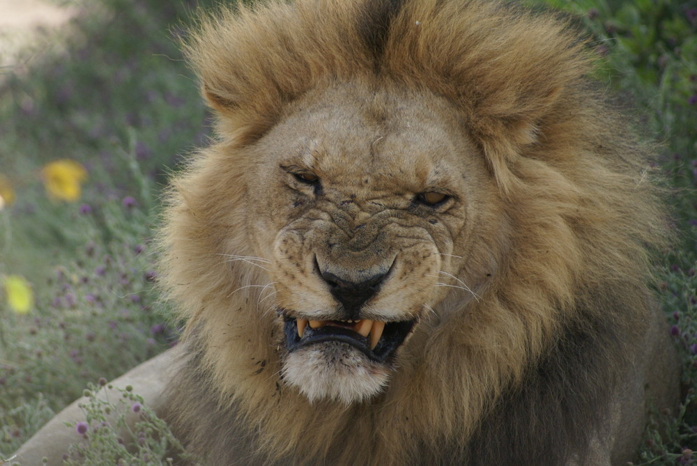 Lion in Savute