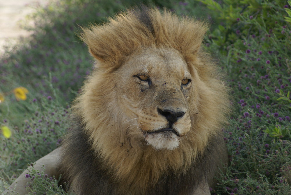 Lion in Savute II