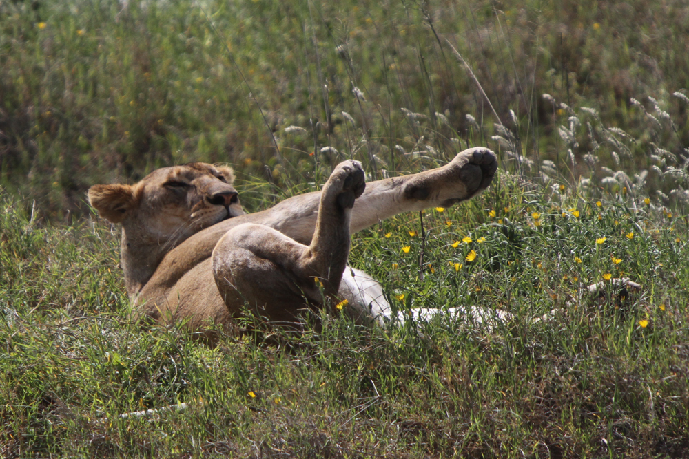 Lion in siesta