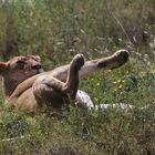 Lion in siesta