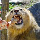Lion in Styria Video zu Tierpark Herberstein: https://youtu.be/iazOIDTM2n8