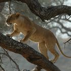 Lion in Tarangire