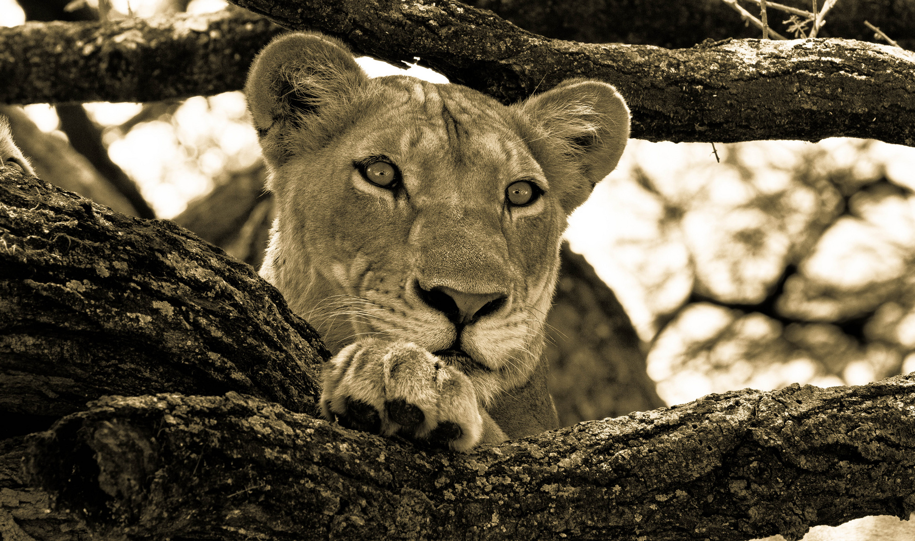 Lion in the tree