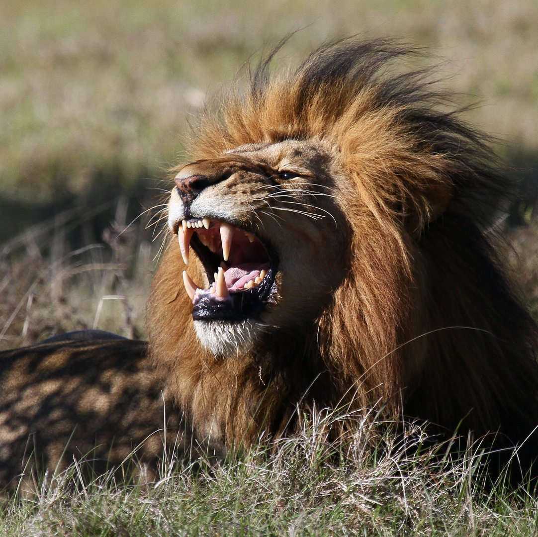 Lion, Kichaka, South Africa