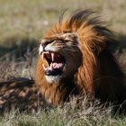 Lion, Kichaka, South Africa