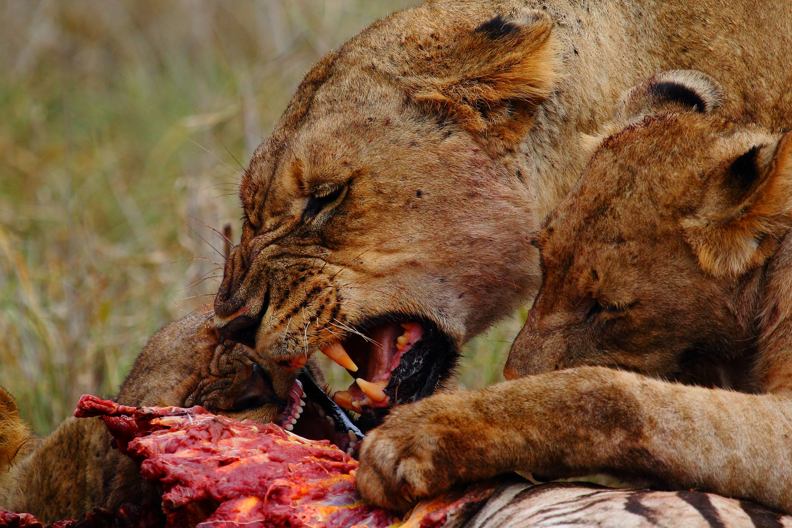 Lion kill