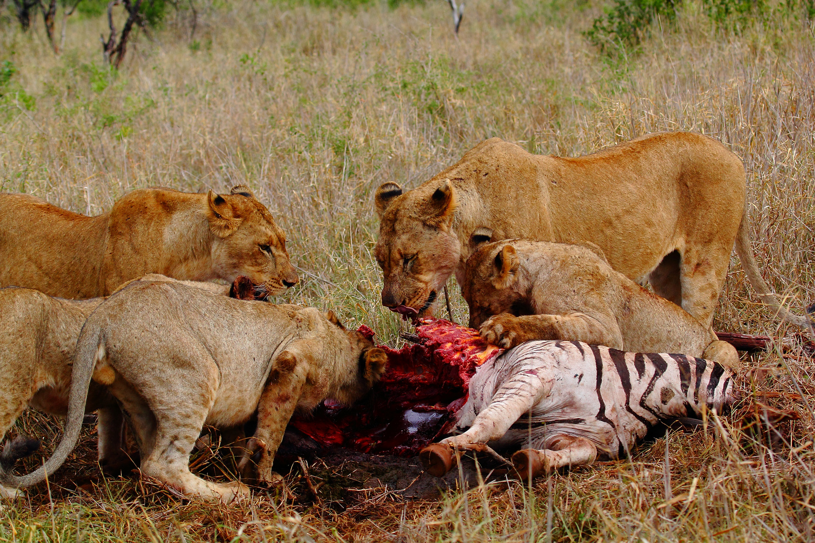 Lion kill_2