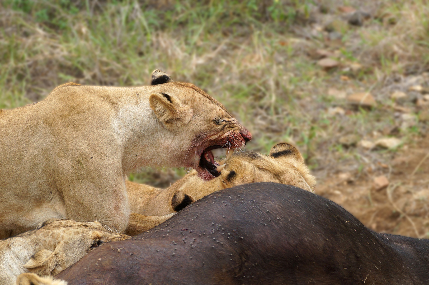 Lion Kill(3) - Zoff