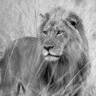 lion king 