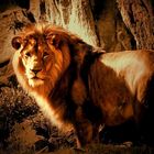 «Lion King»