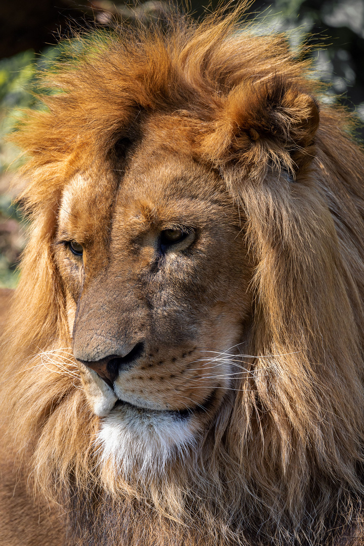 Lion King.