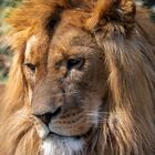 Lion King.