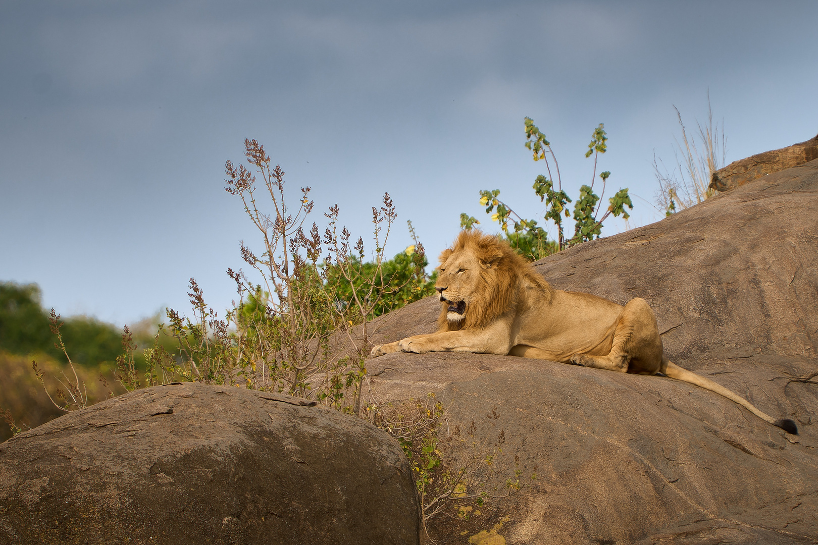 Lion King - Deep Breath