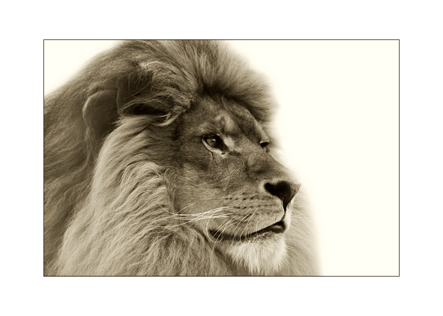 ...Lion King...