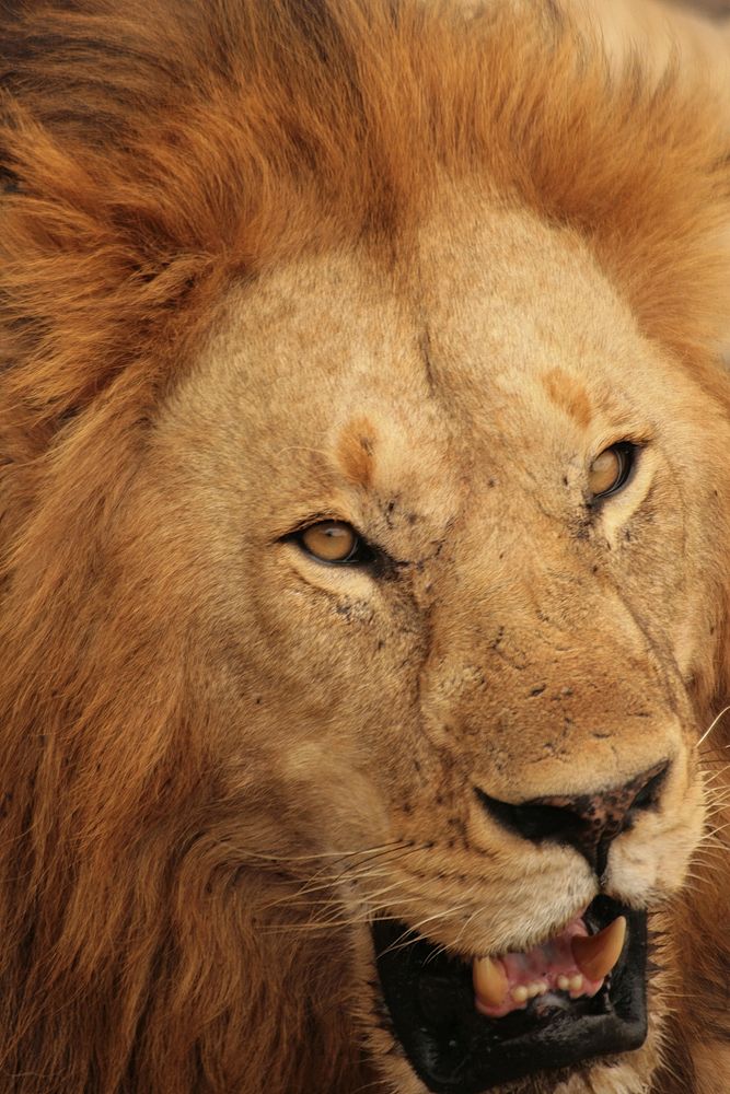 Lion King in der Massai Mara by Martina A. 