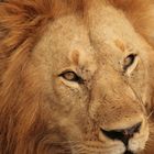 Lion King in der Massai Mara
