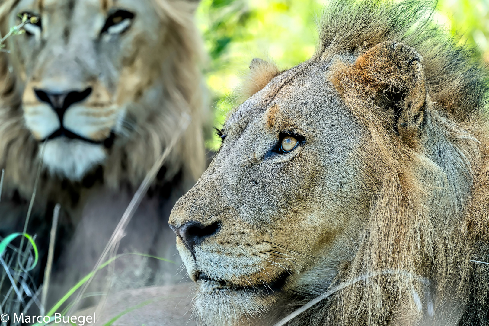 Lion King (Kruger NP)