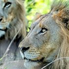 Lion King (Kruger NP)