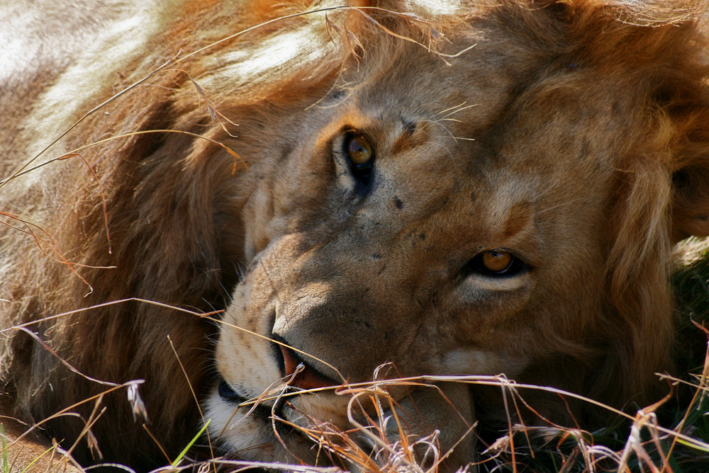 Lion King (Massai Mara/ Kenia)