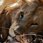 Lion King (Massai Mara/ Kenia)