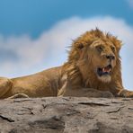 Lion King - On The Rocks