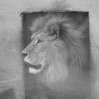 Lion King / Part II 