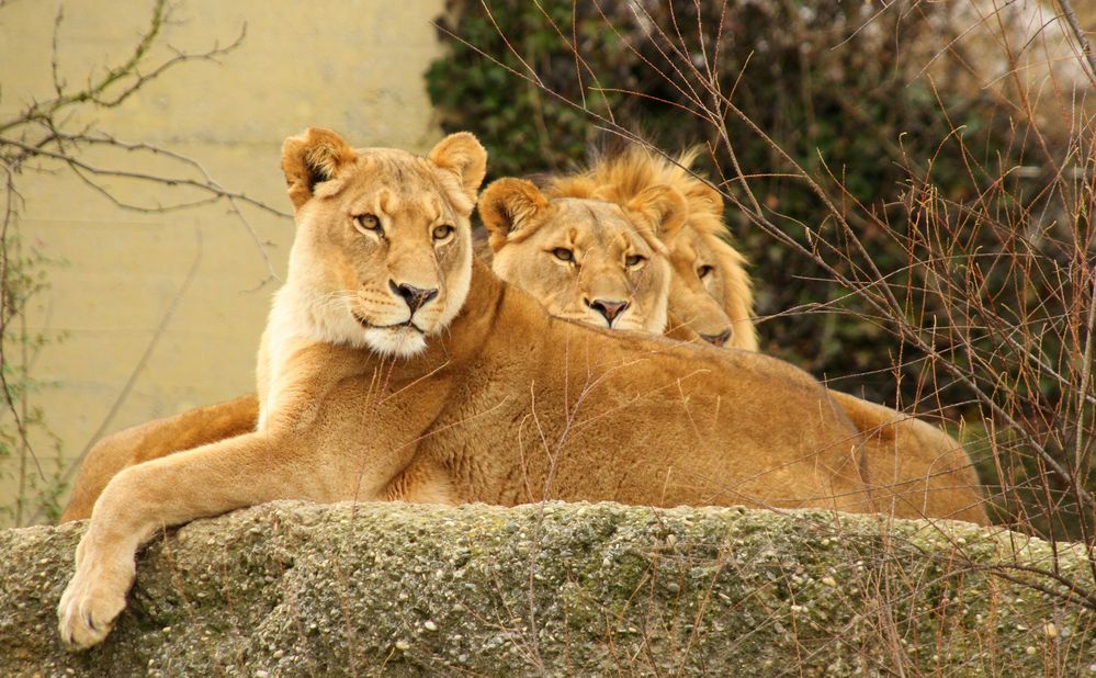 Lion Kings