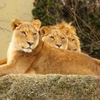 Lion Kings