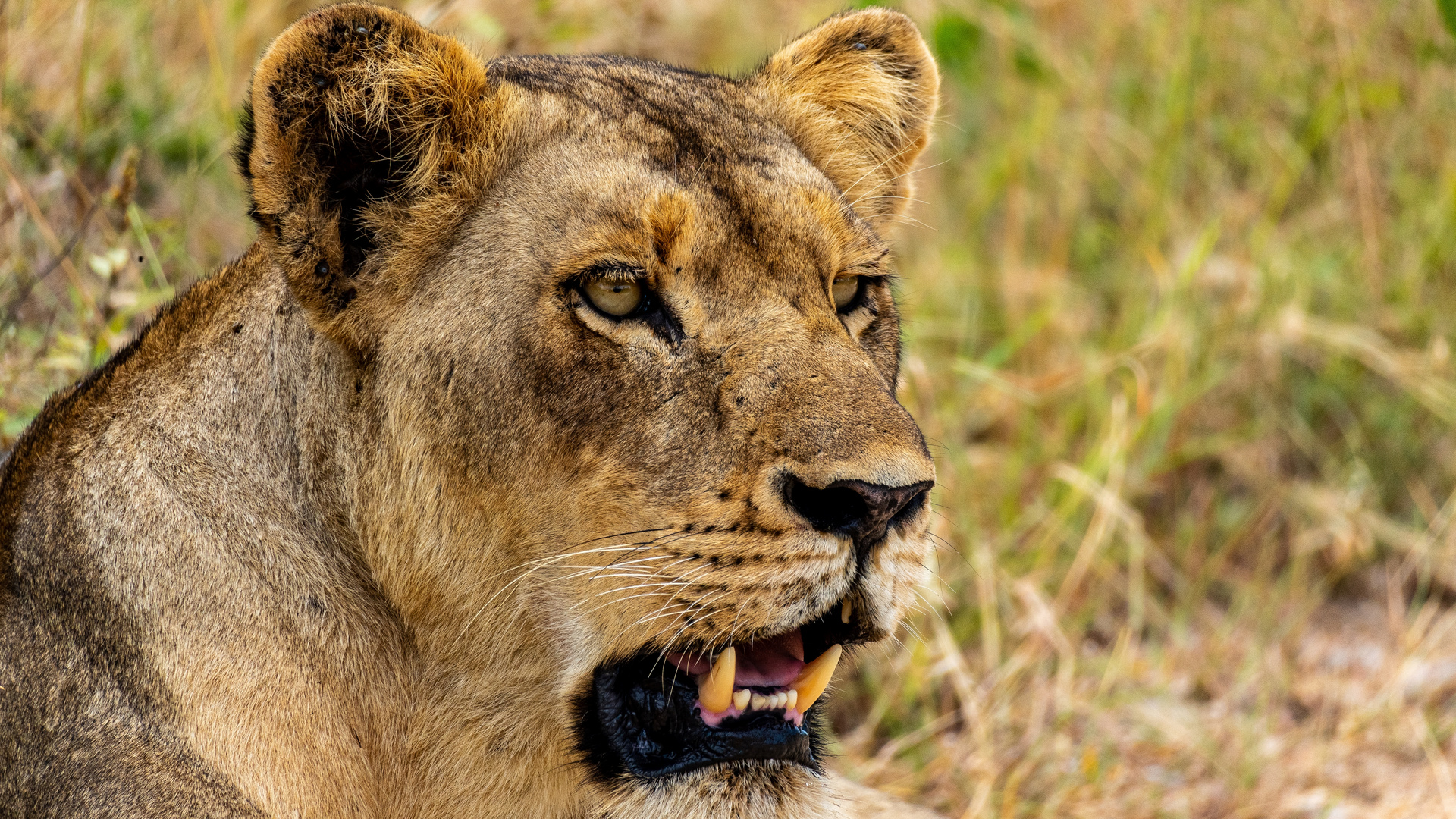 Lion @ Kruger National Park, Südafrika