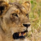 Lion @ Kruger National Park, Südafrika