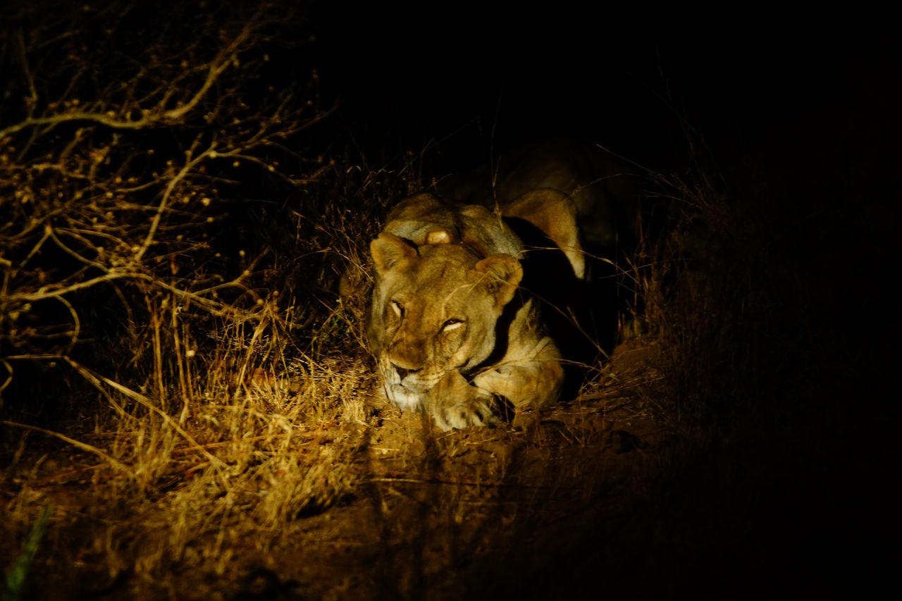 Lion Küger-Park