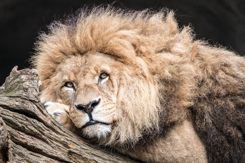 lion - Löwe Foto & Bild | tiere, natur, zoo Bilder auf fotocommunity