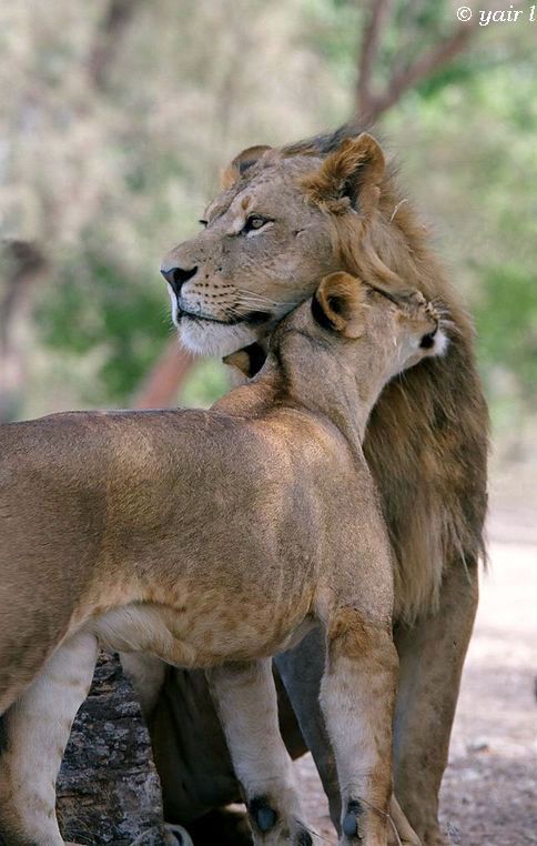 LION LOVE