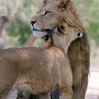 LION LOVE