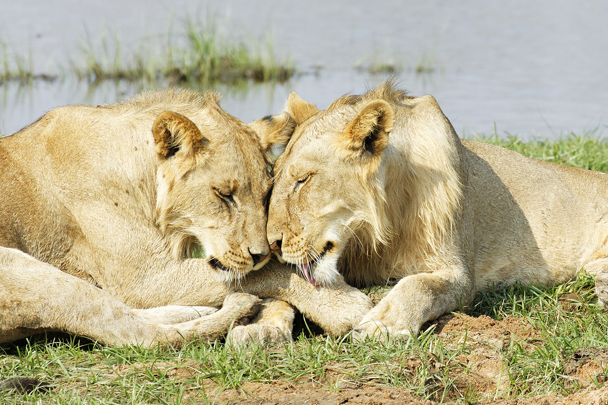 Lion Love