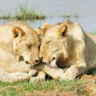 Lion Love