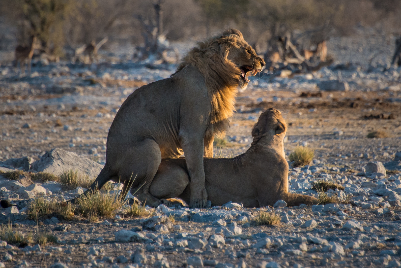 Lion Love